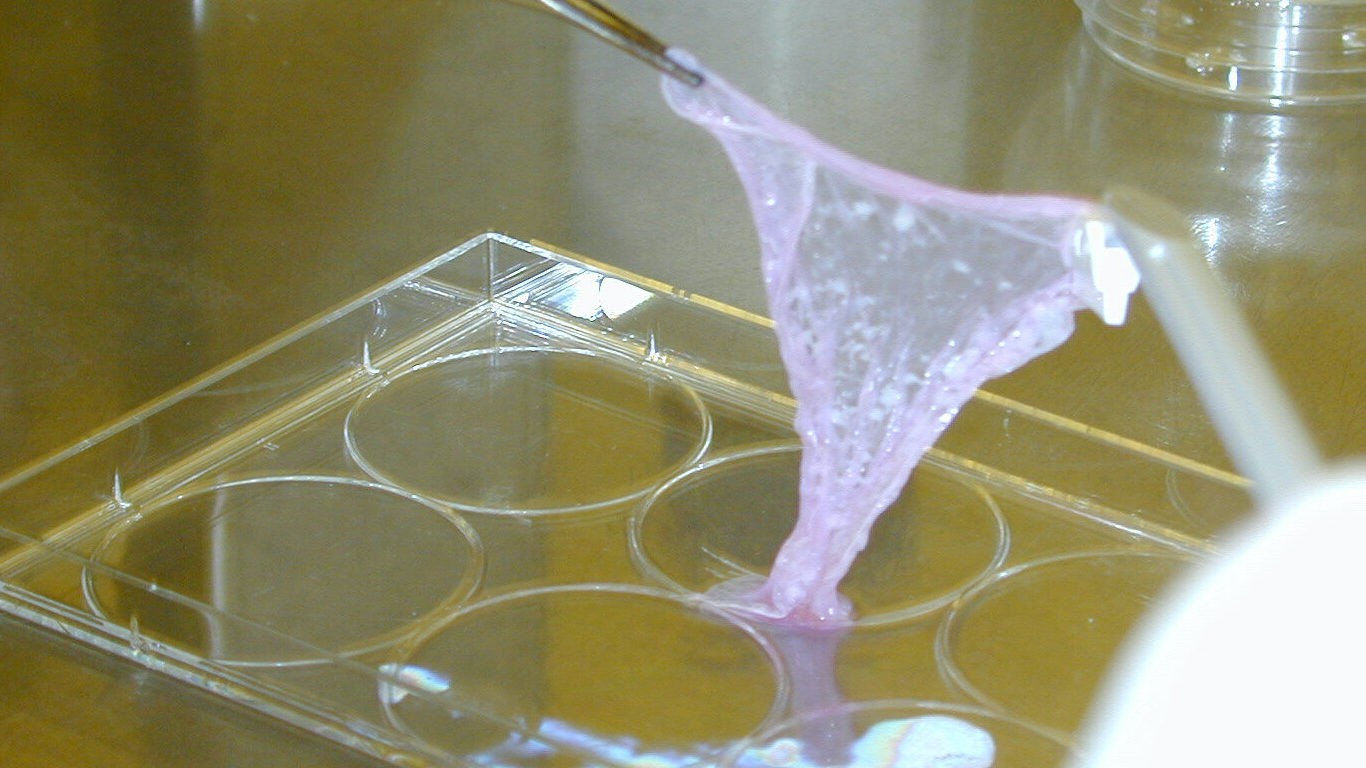 The-Tissue-Culture-Art-Project-Oron-Catts-and-Lonat-Zurr-Victimless-Leather.-Installation-view-at-FACT.-1-2_copy.jpg