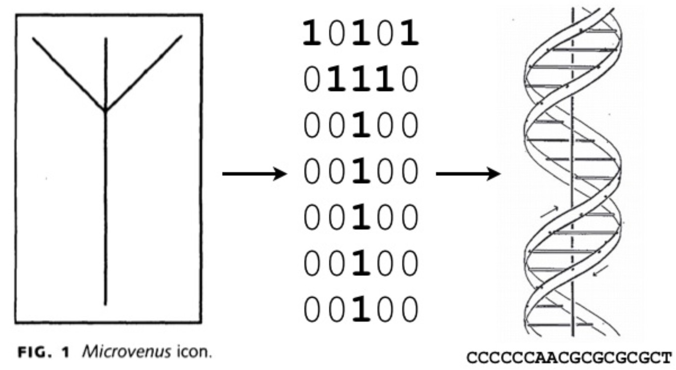 microvenus_copy.jpg